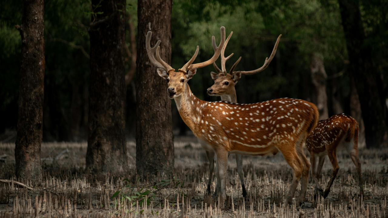 সুন্দরবন পর্যটন শিল্প নিয়ে উক্তি