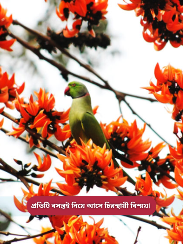 প্রতিটি বসন্তই নিয়ে আসে চিরস্থায়ী বিস্ময়.png