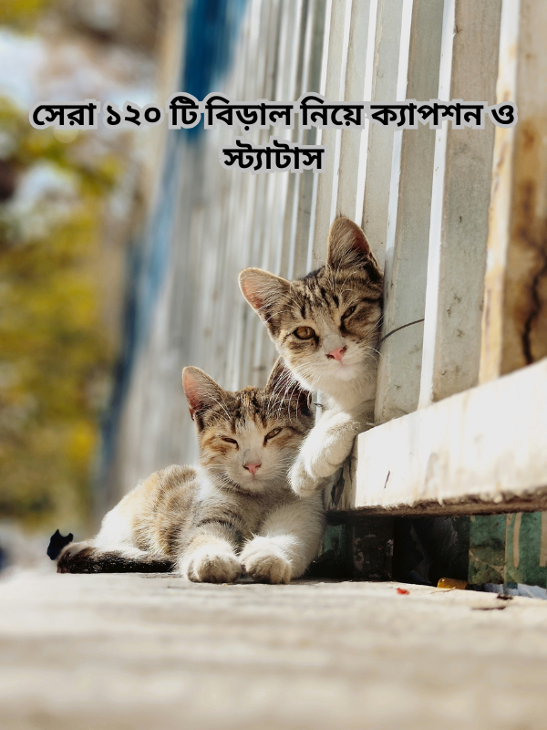 সেরা ১২০ টি বিড়াল নিয়ে ক্যাপশন ও স্ট্যাটাস.png