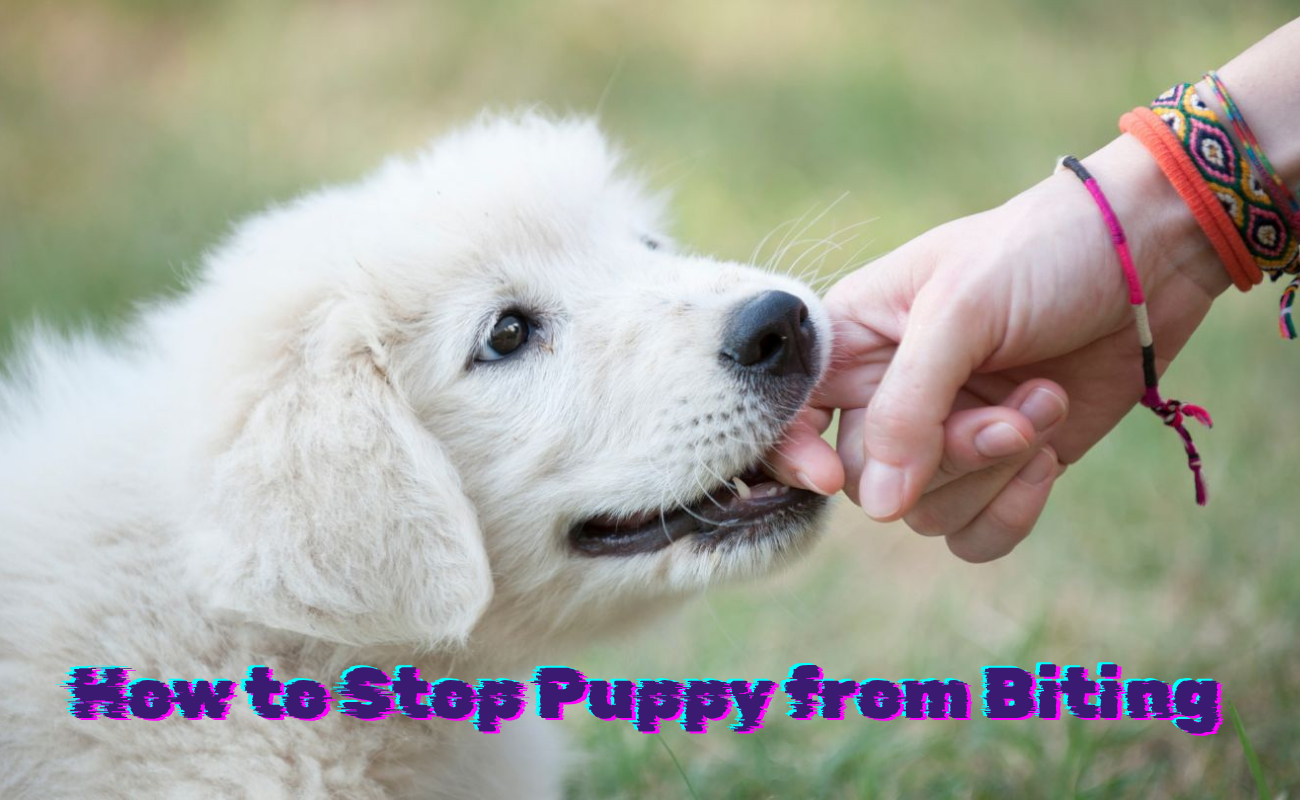 How to Stop Puppy from Biting: Gentle Training for New Owners