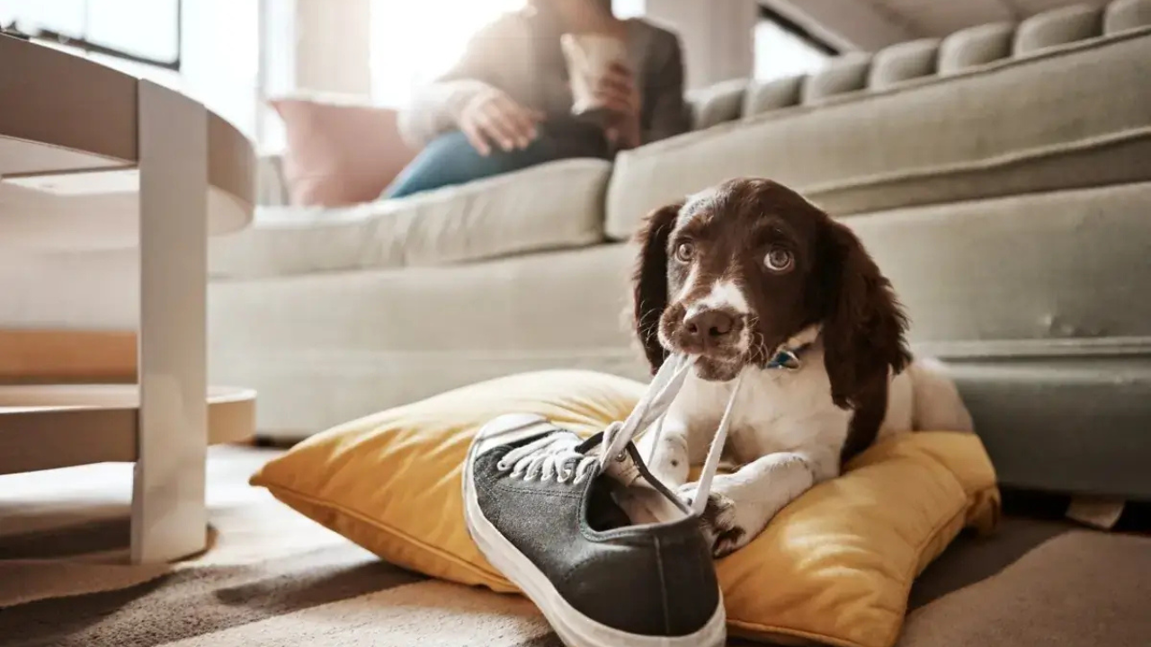 Redirect Your Puppy to a Toy